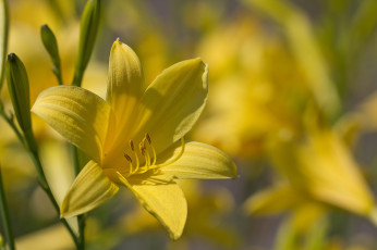 Картинка цветы лилии +лилейники макро