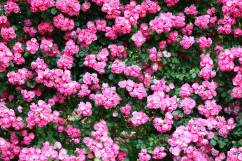 Картинка цветы розы много