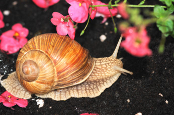 Картинка животные улитки рожки
