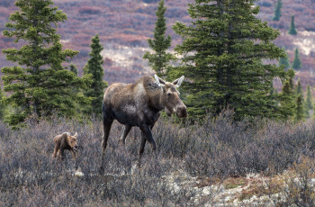Картинка животные лоси мама малыш