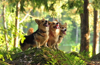 Картинка животные собаки трио