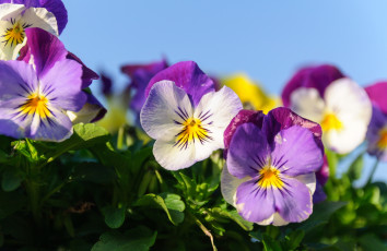 Картинка цветы анютины+глазки+ садовые+фиалки фиалки