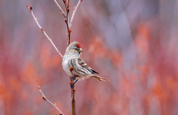 Картинка животные Чечётки фон ветка Чечётка птица