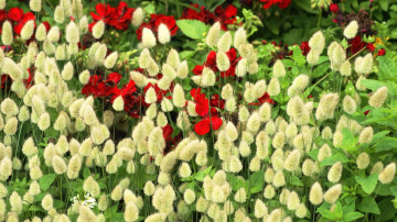 Картинка цветы луговые+ полевые +цветы луг