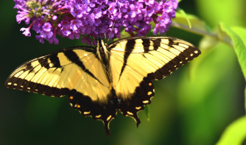 Картинка животные бабочки крылья