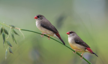 Картинка животные амадины +зяблики +астрильды птички