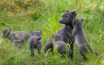 Картинка животные лисы полярная лисица лапландия финляндия песец летом симейство