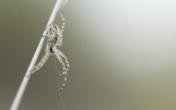 Картинка животные пауки паук фон природа