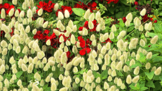 Обои картинки фото цветы, луговые , полевые,  цветы, луг