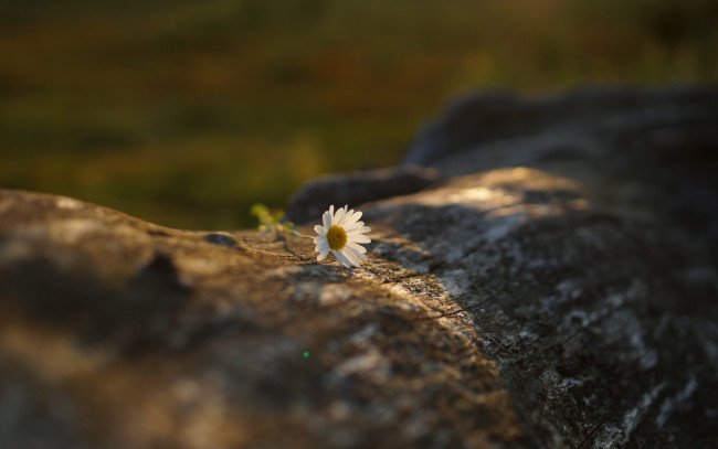 Обои картинки фото цветы, ромашки, ромашка