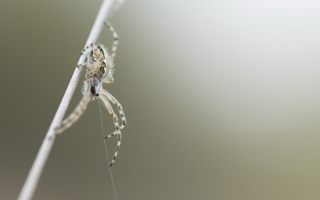 Обои картинки фото животные, пауки, паук, фон, природа