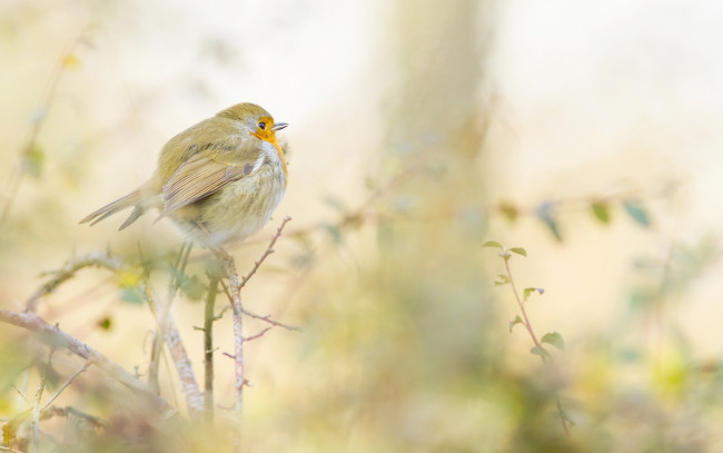 Обои картинки фото животные, зарянки , малиновки, птица, листья, ветки, растения