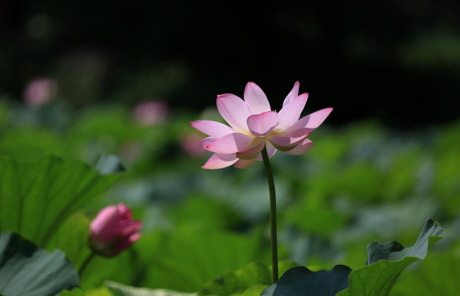 Обои картинки фото цветы, лотосы, лепестки, листья