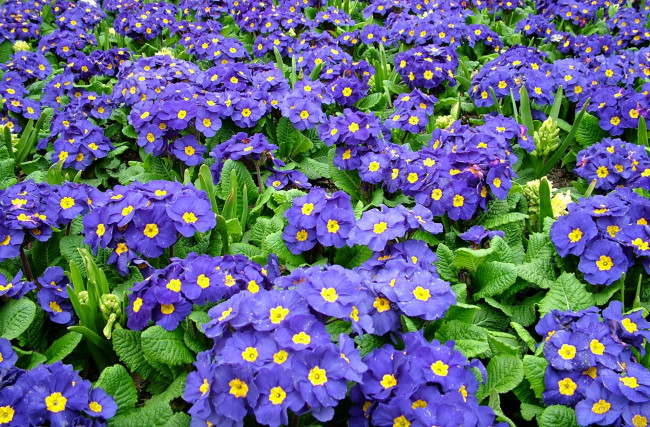 Обои картинки фото цветы, примулы, много