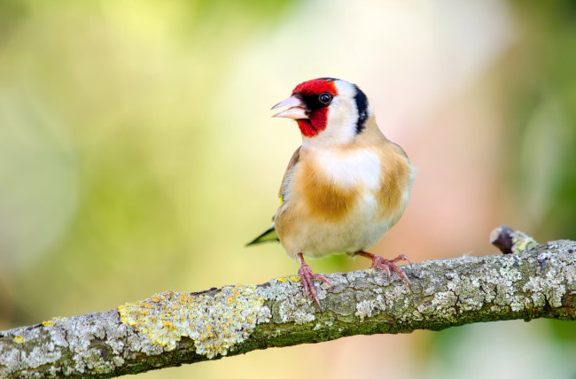 Обои картинки фото животные, щеглы,  чижи, щегол