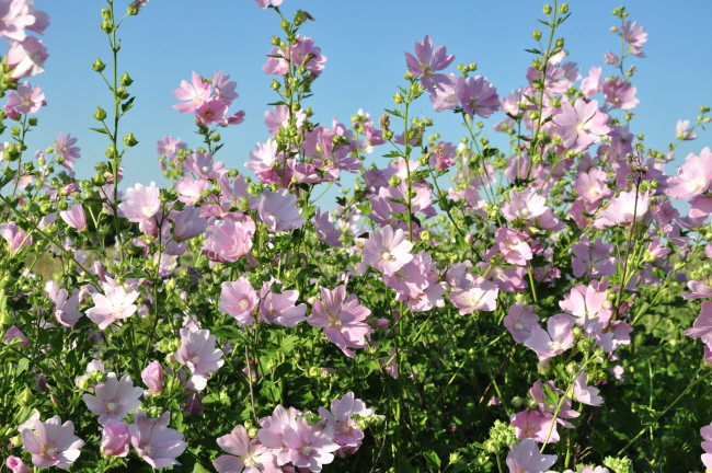 Обои картинки фото цветы, мальвы, розовый