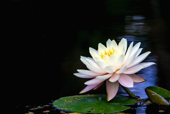 Обои картинки фото цветы, лилии водяные,  нимфеи,  кувшинки, макро