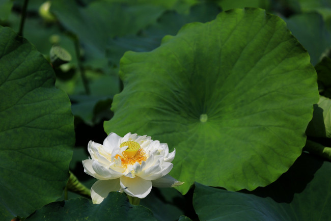 Обои картинки фото цветы, лотосы, листья, лепестки