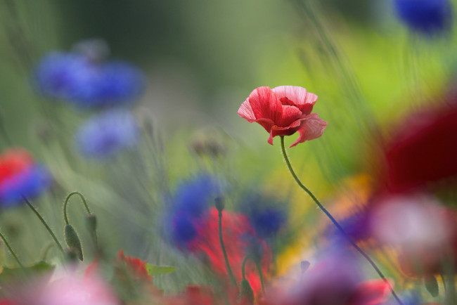 Обои картинки фото цветы, маки, мак