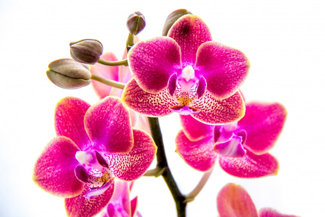 Обои картинки фото цветы, орхидеи, розовый