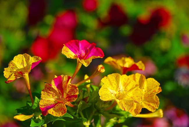 Обои картинки фото цветы, мирабилис , ночная красавица, пестрый