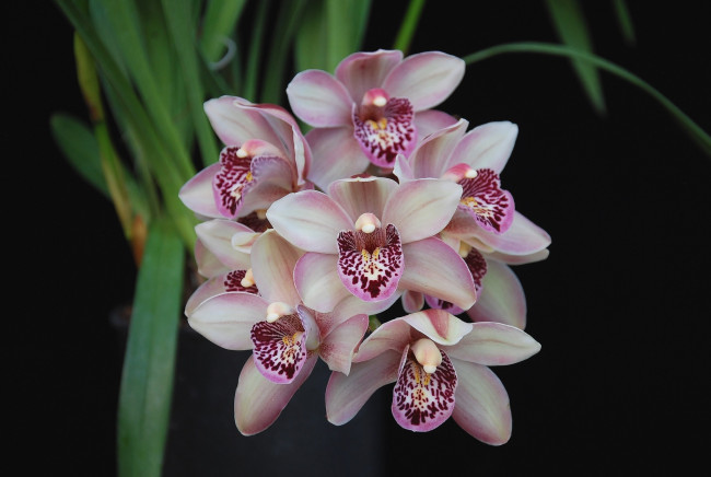 Обои картинки фото цветы, орхидеи, экзотика