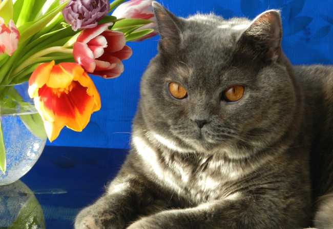 Обои картинки фото животные, коты, котяра