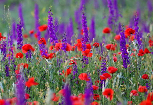 Обои картинки фото цветы, луговые , полевые,  цветы, маки, луг