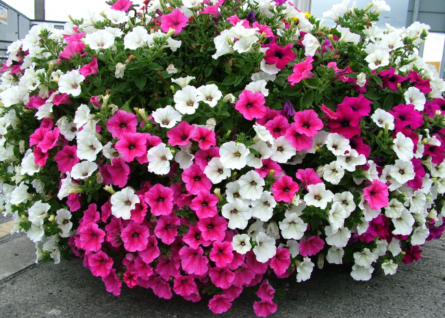 Обои картинки фото цветы, петунии,  калибрахоа, много