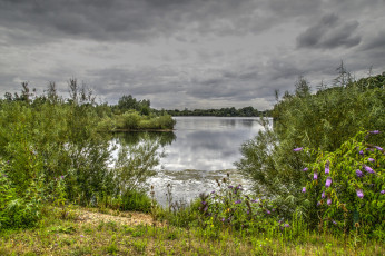 Картинка природа реки озера лес тучи заросли река