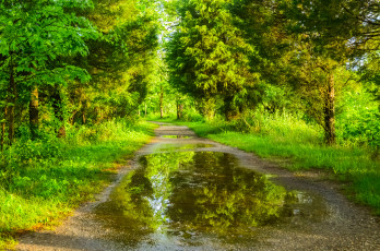 Картинка природа дороги лужа тропинка лес