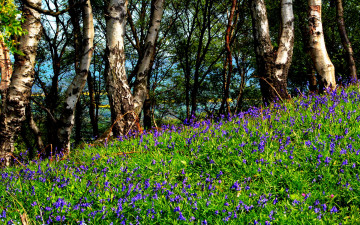 Картинка природа луга лето деревья березы склон цветы трава лужайка
