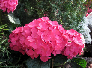 Картинка цветы гортензия розовый