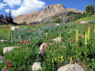 Картинка природа горы цветы луг небо камни гора облако