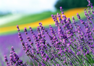 Картинка цветы лаванда боке