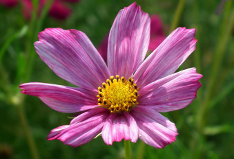 Картинка цветы космея макро