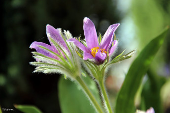 Картинка цветы анемоны +сон-трава первоцвет сон-трава