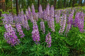Картинка цветы люпин лужок