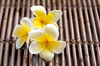 Картинка цветы плюмерия макро лепестки