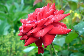 Картинка цветы розы макро капли лепестки