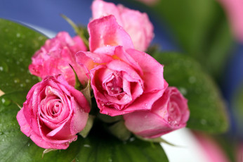 Картинка цветы розы розовый бутоны капли