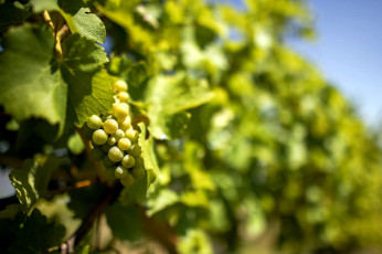 Картинка природа Ягоды +виноград гроздь