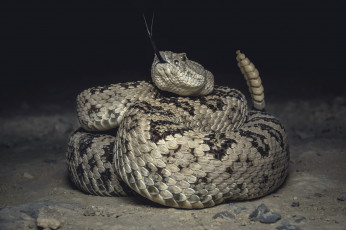 Картинка животные змеи +питоны +кобры змея