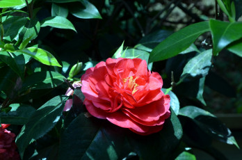 Картинка цветы камелии розовый