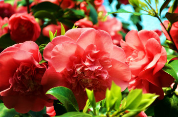 Картинка цветы камелии розовый