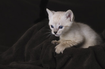 Картинка животные коты котенок малыш мордочка