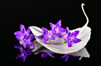 Картинка цветы колокольчики лиловый
