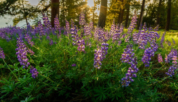 Картинка цветы люпин лужок