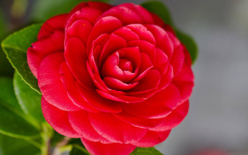 Картинка цветы камелии макро алый