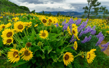 Картинка цветы луговые+ полевые +цветы лужок